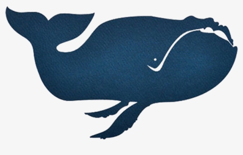 Baleen Whale Porpoise Blue Whale Illustration - Whales, HD Png Download, Free Download