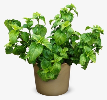 Mint Plant Png, Transparent Png, Free Download