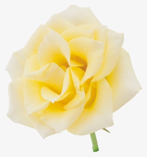 Picture Suggestion For Yellow Rose Png - Floribunda, Transparent Png, Free Download
