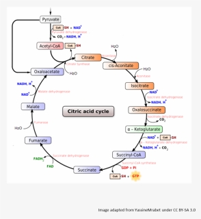 Organic Chem In Body - Citric Acid Cycle, HD Png Download, Free Download