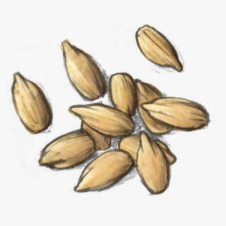 Transparent Sunflower Seeds Png - Iris, Png Download, Free Download