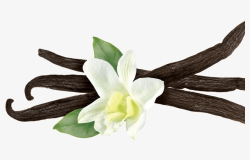 Vanilla Flower Png - Vanilla Plant Transparent, Png Download, Free Download