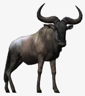 Big Buck Png - Big Buck Hd Wildebeest, Transparent Png, Free Download