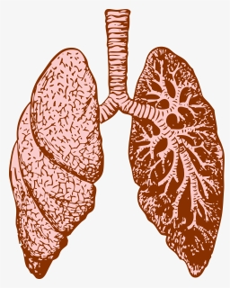 Lungs Clip Arts - Lung Png, Transparent Png, Free Download