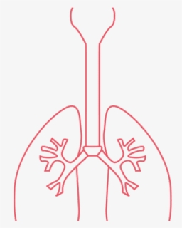 Lungs Png Transparent Images, Png Download, Free Download