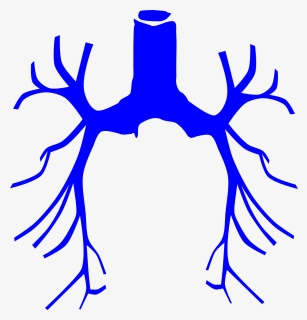 Lungs Png, Transparent Png, Free Download