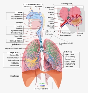 Respiratory System, HD Png Download, Free Download