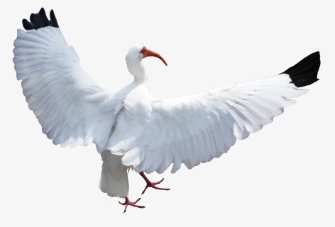 Transparent White Bird Png - Birds, Png Download, Free Download