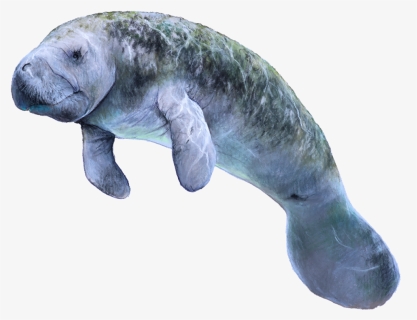 Dugong, HD Png Download, Free Download