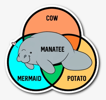 What Even Are Manatees Sticker - Manatee Cow Mermaid Potato, HD Png Download, Free Download