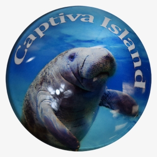 Captiva Island Manatee G1000-57 Glass Magnet 50mm, HD Png Download, Free Download