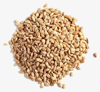Barley Grain Png Image - Hulled Barley Vs Pearl Barley, Transparent Png, Free Download