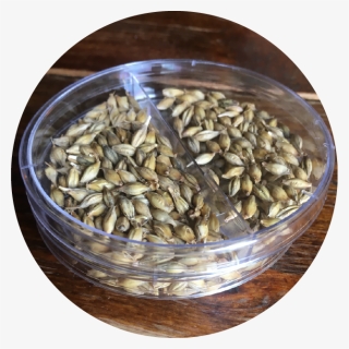 Sunflower Seed, HD Png Download, Free Download