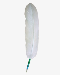 Eagle White Feather Png, Transparent Png, Free Download