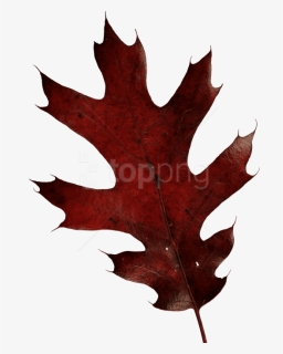 Free Png Download Autumn Leaves Clipart Png Photo Png - Oak Leaf Transparent Png, Png Download, Free Download