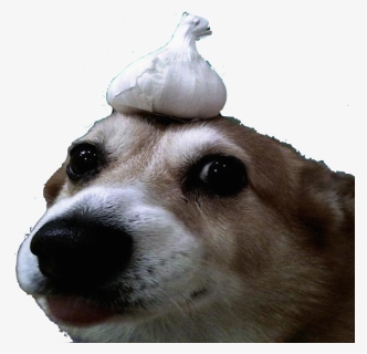 Confused Dog Png - Meerkat, Transparent Png, Free Download