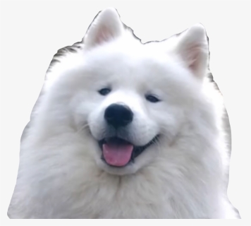 #shoob #doggo #meme #shibenation #freetoedit - Samoyed Good Guard Dogs, HD Png Download, Free Download