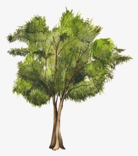 Casuarina Equisetifolia Png 1 » Png Image - Casuarina Equisetifolia Png, Transparent Png, Free Download
