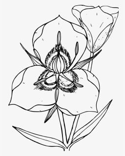 Wildflower Png, Transparent Png, Free Download