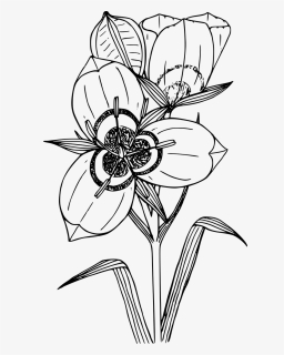 Wildflower Png, Transparent Png, Free Download