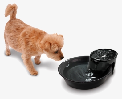 Abandoned Dog Png Free Download - Dog Drinking Water Png, Transparent Png, Free Download
