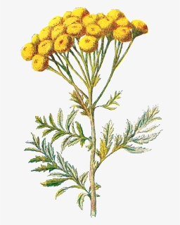 Digital Wildflower Image Tansy Flower - Tansy Wildflower, HD Png Download, Free Download