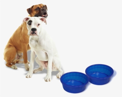 Dog Dishes 2 - Dog Yawns, HD Png Download, Free Download