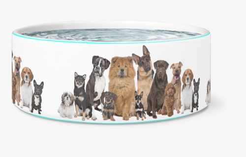 The 12 Dogs Bowl - Many Dogs And Cats, HD Png Download, Free Download