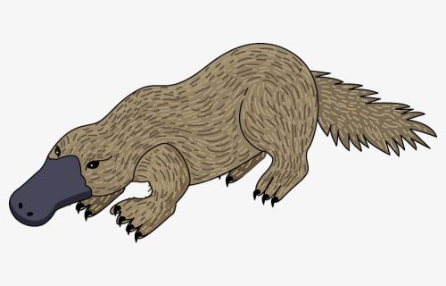 Platypus Clipart - Illustration, HD Png Download, Free Download