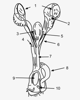 Female Platypus Reproductive System, HD Png Download, Free Download
