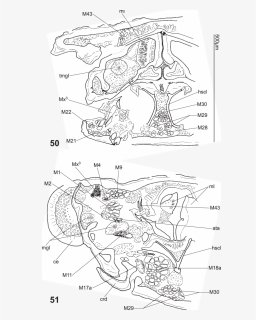 Drawing, HD Png Download, Free Download