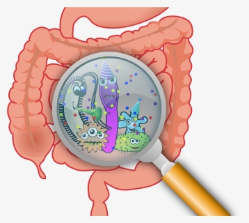 Researchers Find Bacteria Residing In Guts Of Mice - Intestinal Bacteria, HD Png Download, Free Download