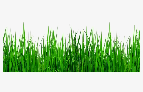 Grass Border Png - Grass Clipart No Background, Transparent Png, Free Download