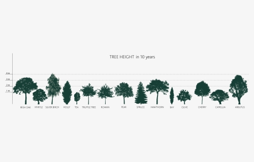 How Tall Will My Tree Grow - Tree Clip Art, HD Png Download, Free Download