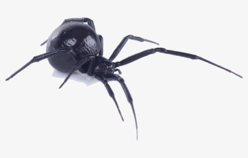 Black Widow Spider Bite - Black Widow Spider Side View, HD Png Download, Free Download
