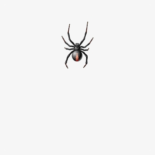 Spider - Black Widow, HD Png Download, Free Download