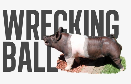 Wrecking Ball - Pre Order - Overrun - Last Call - Suidae - Sumatran Rhinoceros, HD Png Download, Free Download