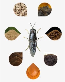Transparent Flies Png - Black Soldier Fly Products, Png Download, Free Download