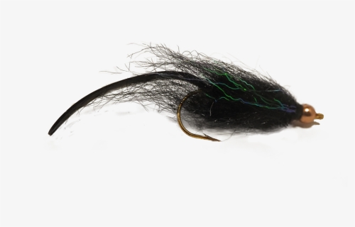 Flies June 2019 33, HD Png Download, Free Download