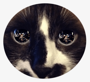 Free Png Download Reflection In Cat"s Eye Png Images - Reflective Eyes, Transparent Png, Free Download
