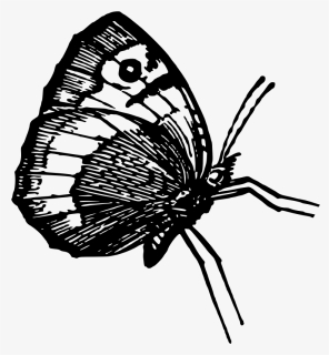 Butterfly - Lycaenid, HD Png Download, Free Download