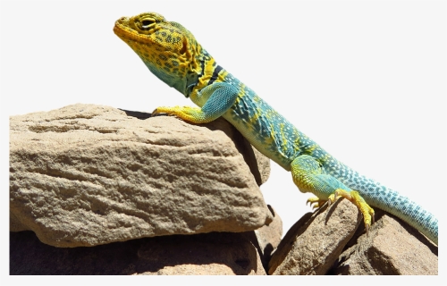 There Lizards In Idaho, HD Png Download, Free Download