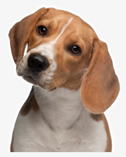Dog Sitting Png - Cachorro Beagle 6 Meses, Transparent Png, Free Download