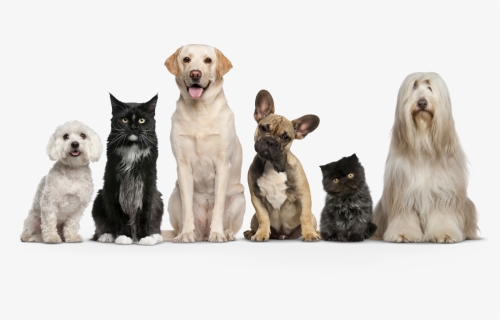Dogs And Cats Png, Transparent Png, Free Download