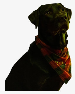 Guard Dog, HD Png Download, Free Download