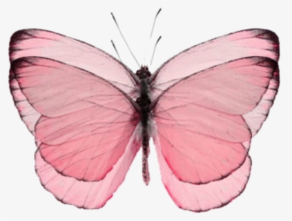 #pinkbutterfly #butterfly #butterflypink #pink #aesthetic - Butterfly Backgrounds, HD Png Download, Free Download