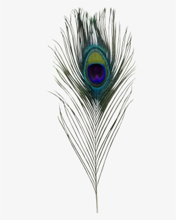 Peacock Feather Hd Png, Transparent Png, Free Download