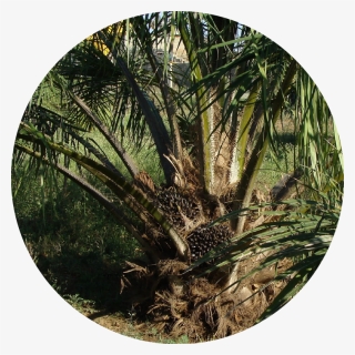 Palm Oil Male Tree, HD Png Download, Free Download