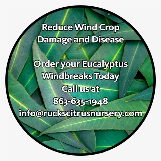 Eucalyptus - Leaf, HD Png Download, Free Download