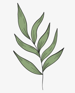 Eucalyptus Branch Clipart - Illustration, HD Png Download, Free Download